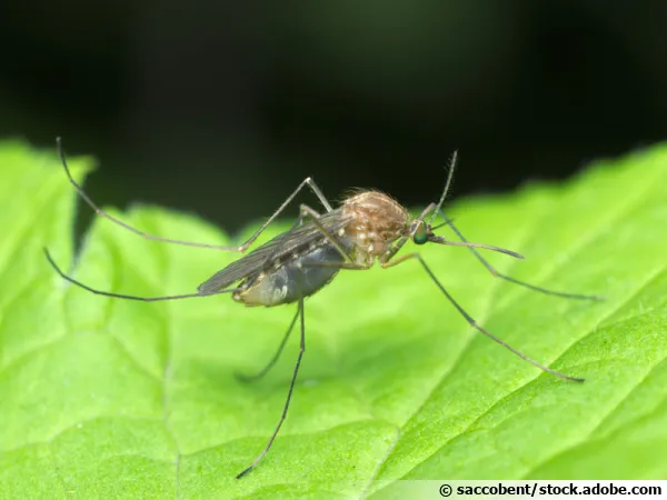 Moustique commun, Culex pipiens