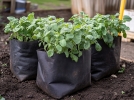 Cultiver des pommes de terre en pot, idal pour les petits espaces