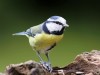 La m�sange bleue au jardin : l'alli�e naturelle du jardinier contre les insectes