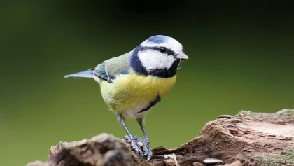 La m�sange bleue au jardin : l'alli�e naturelle du jardinier contre les insectes