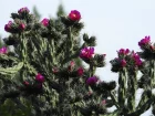 Opuntia cylindrique, Cholla  fleurs magenta, Cylindropuntia imbricata