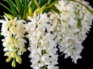 Cymbidium cascade, Cymbidium Sarah Jean 'Ice Cascade'