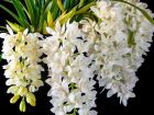 Cymbidium cascade, Cymbidium Sarah Jean 'Ice Cascade'