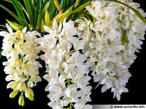 Un cymbidium cascade, Cymbidium Sarah Jean 'Ice Cascade'