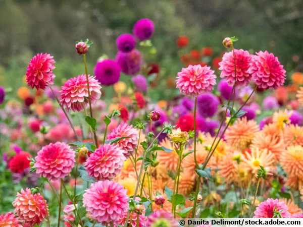 Les grands dahlias ncessitent des tuteurs pour ne pas casser