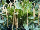 Orchide-collier, Orchide-chane, Dendrochilum