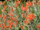 Jacobine d'Uruguay, Ptard uruguayen, Dicliptera suberecta