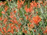 Jacobine d'Uruguay, Pétard uruguayen, Dicliptera suberecta