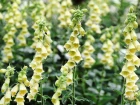 Digitale ferrugineuse (Digitalis ferruginea) : une �l�gante vivace � la floraison cuivr�e