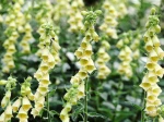 Digitale ferrugineuse, Digitalis ferruginea