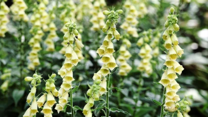 Digitale ferrugineuse (Digitalis ferruginea) : une �l�gante vivace � la floraison cuivr�e