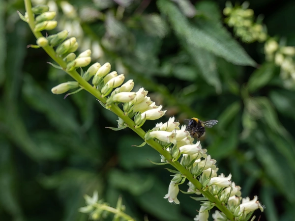 Digitale jaune, Digitale penche, Digitale  petites fleurs, Digitalis lutea