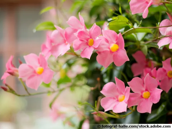 Dipladnia rose idal en jardinire sur la terrasse ou le balcon