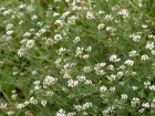 Badasse, Dorycnie  5 feuilles, Dorycnium pentaphyllum