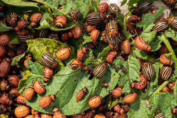 Nombreux doryphores et larves dvorant les feuilles de pommes de terre