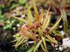 Drosra adelae, Rossolis  feuilles lancoles, Drosera adelae