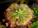 Dros�ra spatul�, Drosera spatulata