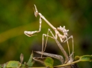 L'Empuse commune, le diablotin du sud rare et trange