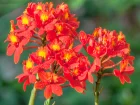 pidendron, Epidendrum