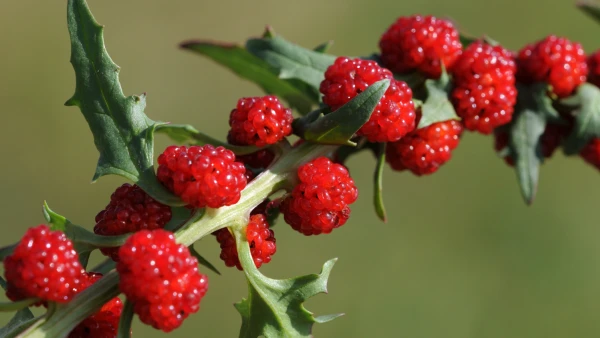 �pinard-fraise : le l�gume rouge oubli�