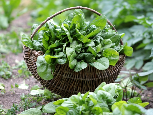 L'épinard, une importante source de vitamines et de minéraux