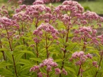 Eupatoire � feuilles de chanvre, Eupatoire chanvrine, Origan des marais, Cannabine, Herbe de Sainte Cun�gonde, Eupatorium cannabinum