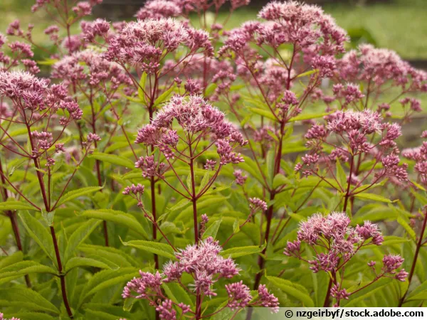 Eupatoire à feuilles de chanvre, Eupatoire chanvrine, Origan des marais, Cannabine, Herbe de Sainte Cunégonde, Eupatorium cannabinum