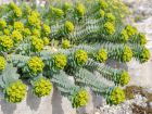 Euphorbe de Corse, Euphorbia myrsinites