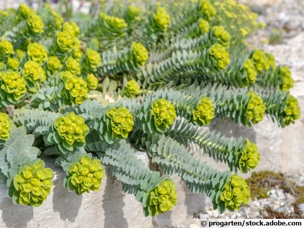 Euphorbe de Corse, Euphorbia myrsinites