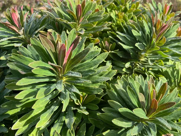 Euphorbia x martinii 'Colibri', cultivar issu d'un hybride
