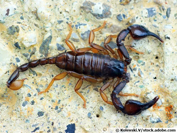 Euscorpius flavicaudis, un scorpion inoffensif prsent sur tout le territoire