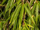 Bambou fargesia de Campbell, Fargesia robusta