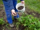 Quand fertiliser les plantes du jardin?