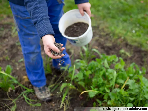 Fertiliser les plantes du jardin avec des granuls bio
