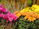 10 fleurs d'automne