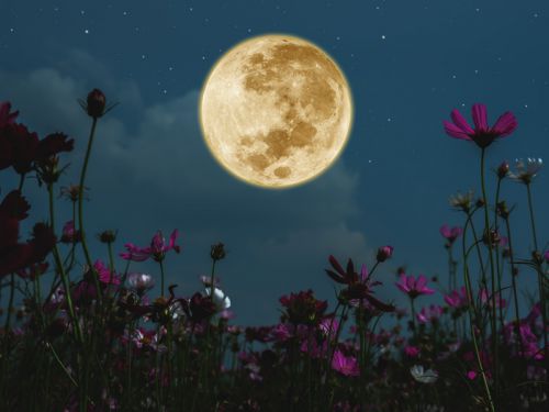 Questions fréquentes sur le jardinage avec la lune