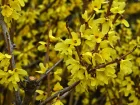 Forsythia prcoce, Forsythia ovata