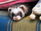 Comment choisir un furet?