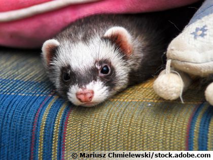 Tout ce qu'il faut savoir avant d'accueillir un furet chez soi