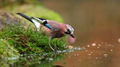 Le geai des ch�nes : un bel oiseau color�, bruyant et amateur de fruits, qui agit aussi comme une sentinelle