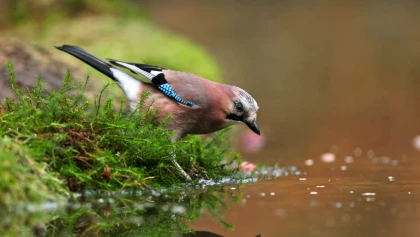 Le geai des ch�nes : un bel oiseau color�, bruyant et amateur de fruits, qui agit aussi comme une sentinelle