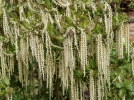 Garrya elliptique, Buisson quinine, Garrya  glands soyeux, Garrya elliptica