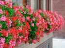 Comment donner de l'engrais au granium de balcon (plargonium)?