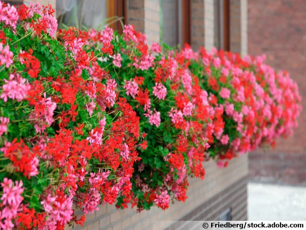 Superbes graniums de balcon