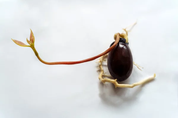 Germination d'un noyau de litchi