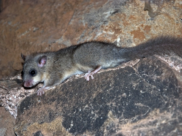 Le loir (Glis glis), un petit animal difficile à observer