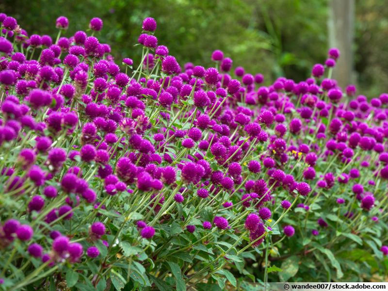 Gomphréna globuleuse, Amarantine globuleuse, Amarantoïde, Gomphrena