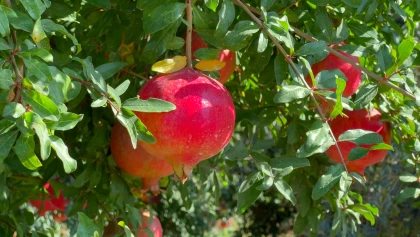 Le grenadier, un fruitier m�connu r�sistant au froid et � la s�cheresse