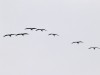 Hirondelles, cigognes, grues... Ces oiseaux qui quittent l'Europe cet automne
