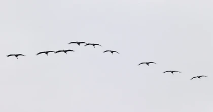 Hirondelles, cigognes, grues... Ces oiseaux qui quittent l'Europe cet automne